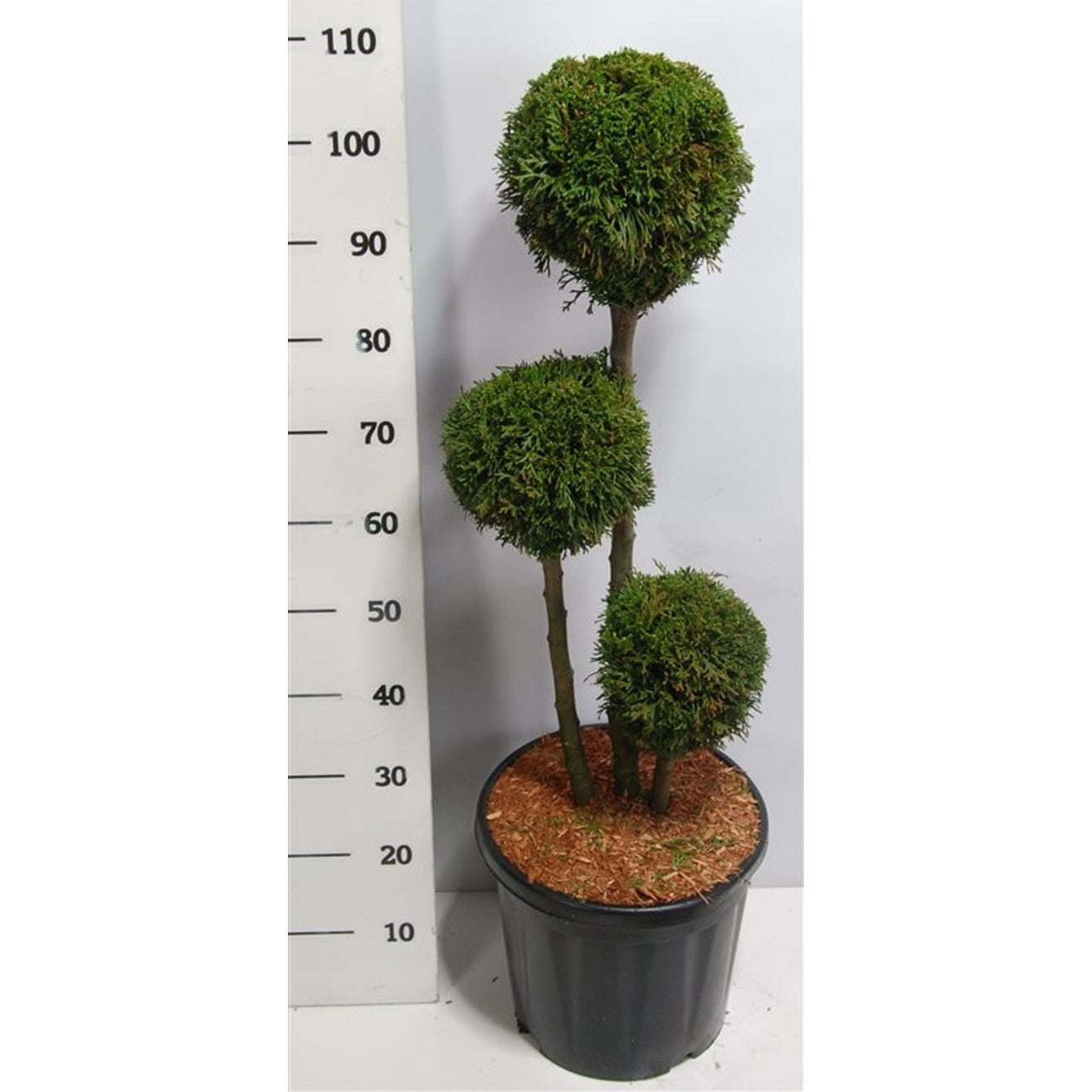 Thuja – Thuja occidentalis 'Smaragd' - C18 60-70 cm. Multibol